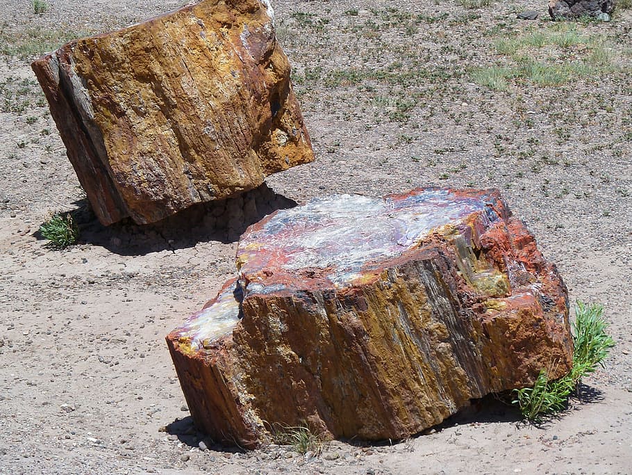 Learn How to Petrify Wood: Expert Guide
