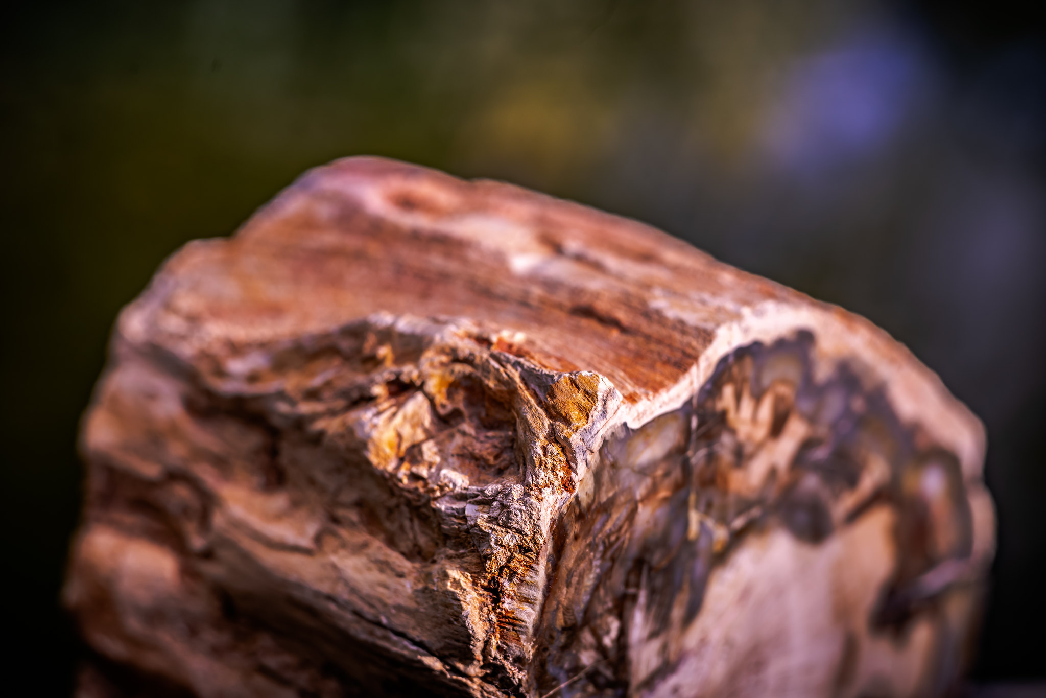 how is petrified wood made