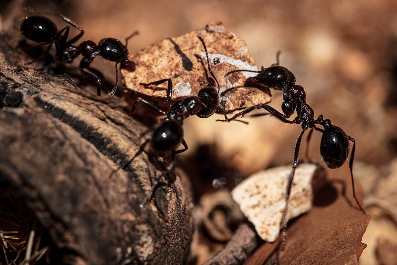 Do Ants Eat Wood