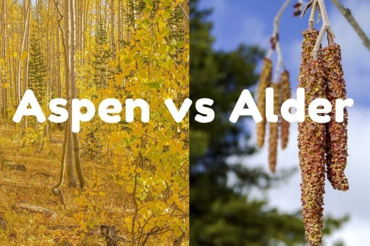 aspen wood vs alder wood