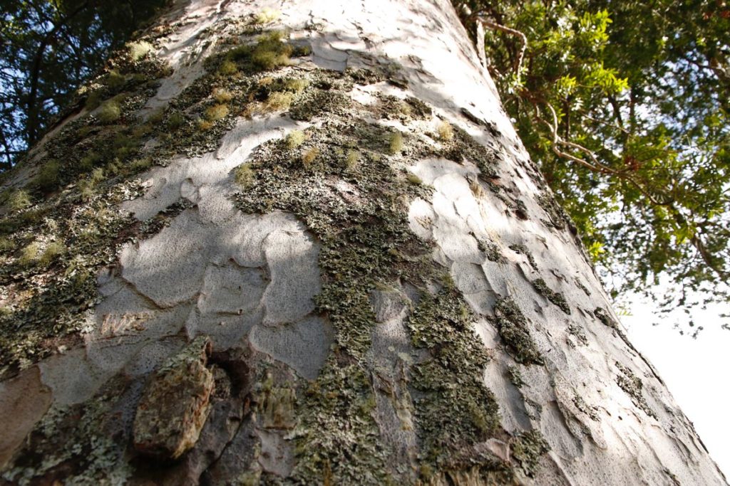 what is kauri wood